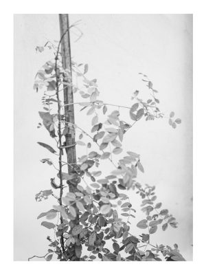 Siepe01-scaled